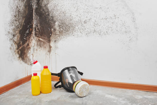 Best Office Mold Removal Services  in New Braunfels, TX