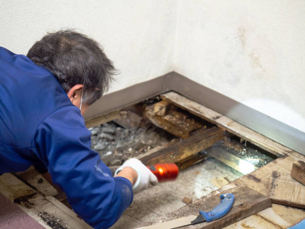 Best Mold Cleaning Services  in New Braunfels, TX