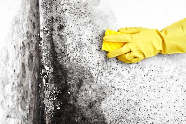 Best Commercial Mold Removal  in New Braunfels, TX