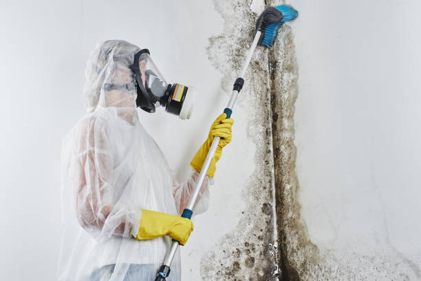 Best Professional Mold Removal  in New Braunfels, TX