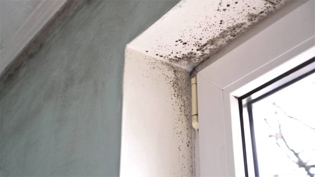 Best Mold Damage Repair  in New Braunfels, TX