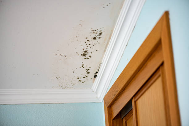 Best Mold Removal and Inspection  in New Braunfels, TX