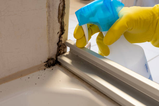 Best Mold Cleaning Services  in New Braunfels, TX