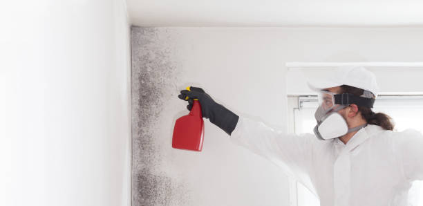 Best Local Mold Removal Service  in New Braunfels, TX