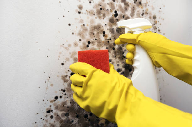 Best Emergency Mold Removal  in New Braunfels, TX