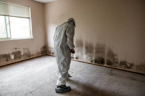 Best Crawl Space Mold Removal  in New Braunfels, TX