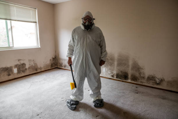 Mold Removal and Inspection in New Braunfels, TX