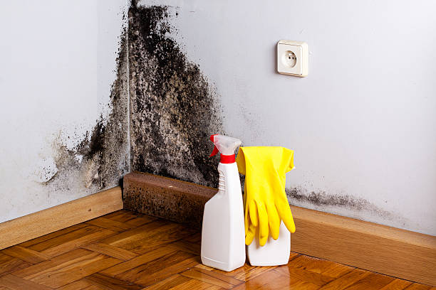 Best Certified Mold Removal  in New Braunfels, TX