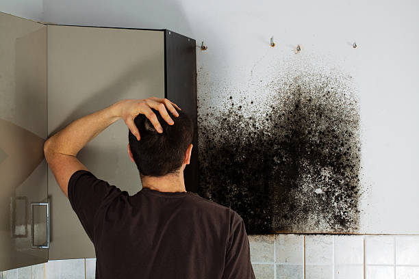 Best Toxic Mold Removal  in New Braunfels, TX