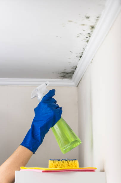 Best Mold Damage Repair  in New Braunfels, TX