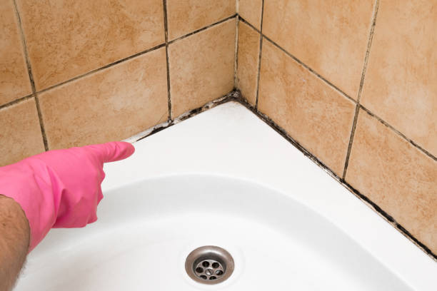 Best Commercial Mold Removal  in New Braunfels, TX